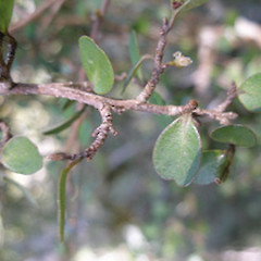 Myrsine umbricola.<br>Photographer: John Sawyer, Licence: <a target='_blank' href='https://creativecommons.org/licenses/by-nc/4.0'>CC BY-NC</a>.