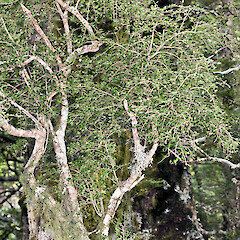 Mount Holdsworth, Tararua Forest Park.<br>Photographer: Jeremy R. Rolfe, Date taken: 08/02/2008, Licence: <a target='_blank' href='https://creativecommons.org/licenses/by/4.0'>CC BY</a>. <a class='member-message' href='/nzpcn/why-join-nzpcn/' target='_blank'>Members can view a larger version of this image.</a>