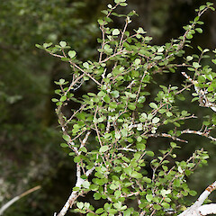 Mount Holdsworth, Tararua Forest Park.<br>Photographer: Jeremy R. Rolfe, Date taken: 09/02/2008, Licence: <a target='_blank' href='https://creativecommons.org/licenses/by/4.0'>CC BY</a>. <a class='member-message' href='/nzpcn/why-join-nzpcn/' target='_blank'>Members can view a larger version of this image.</a>