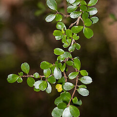 Myrsine umbricola.<br>Photographer: Mike Thorsen, Licence: All rights reserved. <a class='member-message' href='/nzpcn/why-join-nzpcn/' target='_blank'>Members can view a larger version of this image.</a>