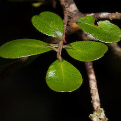 Myrsine umbricola.<br>Photographer: Mike Thorsen, Licence: All rights reserved. <a class='member-message' href='/nzpcn/why-join-nzpcn/' target='_blank'>Members can view a larger version of this image.</a>