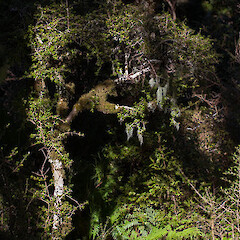 Myrsine umbricola.<br>Photographer: Mike Thorsen, Licence: All rights reserved. <a class='member-message' href='/nzpcn/why-join-nzpcn/' target='_blank'>Members can view a larger version of this image.</a>
