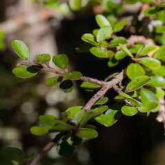 Myrsine umbricola.<br>Photographer: Mike Thorsen, Licence: All rights reserved. <a class='member-message' href='/nzpcn/why-join-nzpcn/' target='_blank'>Members can view a larger version of this image.</a>