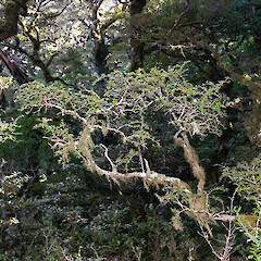 Mount Holdsworth, Tararua Range.<br>Photographer: Jeremy R. Rolfe, Date taken: 09/04/2011, Licence: <a target='_blank' href='https://creativecommons.org/licenses/by/4.0'>CC BY</a>. <a class='member-message' href='/nzpcn/why-join-nzpcn/' target='_blank'>Members can view a larger version of this image.</a>