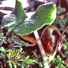 Corybas hypogaeus