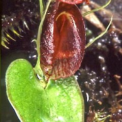 Corybas orbiculatus