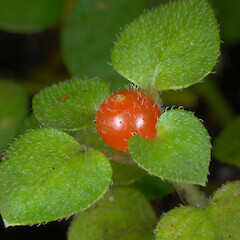 Nertera dichondrifolia berry, Moturua Island, Bay of Islands.<br>Photographer: A. J. Townsend, Date taken: 18/03/2009, Licence: <a target='_blank' href='https://creativecommons.org/licenses/by-nc/4.0'>CC BY-NC</a>. <a class='member-message' href='/nzpcn/why-join-nzpcn/' target='_blank'>Members can view a larger version of this image.</a>
