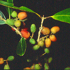 Notelaea neolanceolata
