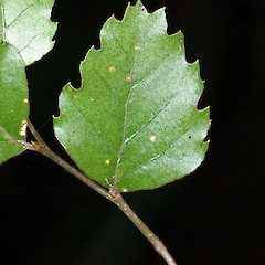 Kaitoke Ridge Track, Upper Hutt.<br>Photographer: Jeremy R. Rolfe, Date taken: 09/05/2007, Licence: <a target='_blank' href='https://creativecommons.org/licenses/by/4.0'>CC BY</a>.
