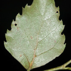 Abaxial surface of leaf showing domatia in axils of basal veins. Kaitoke Ridge, Upper Hutt.<br>Photographer: Jeremy R. Rolfe, Date taken: 09/05/2007, Licence: <a target='_blank' href='https://creativecommons.org/licenses/by/4.0'>CC BY</a>.