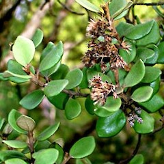 Shawia coriacea