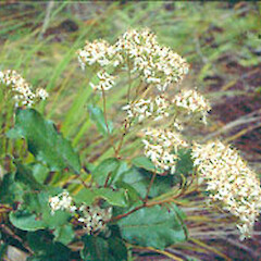 Shawia furfuracea