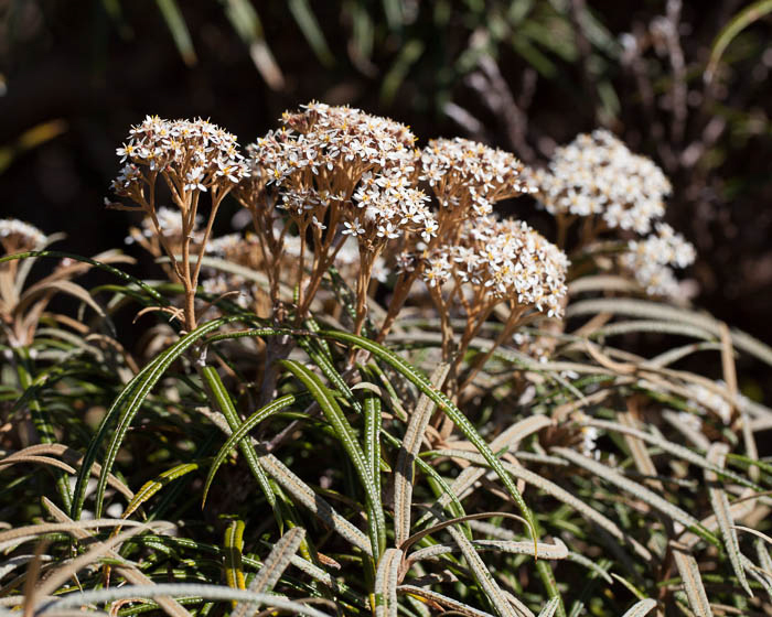 Olearia lacunosa • New Zealand Plant Conservation Network