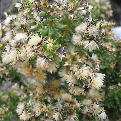 Olearia nummularifolia in seed, Kyeburn.<br>Photographer: John Barkla, Licence: <a target='_blank' href='https://creativecommons.org/licenses/by/4.0'>CC BY</a>.