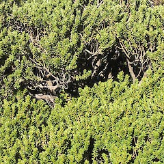 Olearia nummularifolia, Mt Cook.<br>Photographer: John Barkla, Licence: <a target='_blank' href='https://creativecommons.org/licenses/by/4.0'>CC BY</a>.