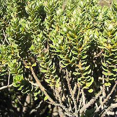 Olearia nummularifolia, Mt Cook.<br>Photographer: John Barkla, Licence: <a target='_blank' href='https://creativecommons.org/licenses/by/4.0'>CC BY</a>.