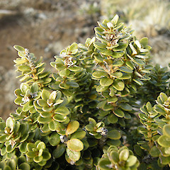 Ruahine Range, near Sunrise Hut.<br>Photographer: John Sawyer, Date taken: 01/10/2009, Licence: <a target='_blank' href='https://creativecommons.org/licenses/by-nc/4.0'>CC BY-NC</a>.