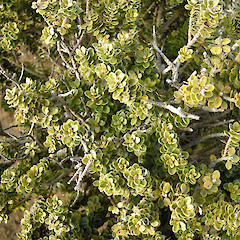Ruahine Range, near Sunrise Hut.<br>Photographer: John Sawyer, Date taken: 01/10/2009, Licence: <a target='_blank' href='https://creativecommons.org/licenses/by-nc/4.0'>CC BY-NC</a>.