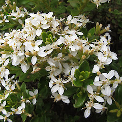Cultivated, Dunedin.<br>Photographer: John Barkla, Licence: <a target='_blank' href='https://creativecommons.org/licenses/by/4.0'>CC BY</a>.