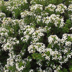 Cultivated, Dunedin.<br>Photographer: John Barkla, Licence: <a target='_blank' href='https://creativecommons.org/licenses/by/4.0'>CC BY</a>.