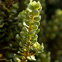 Arthurs Pass, Canterbury.<br>Photographer: Mike Thorsen, Licence: All rights reserved.