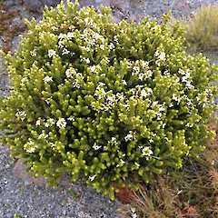 Turoa, Mount Ruapehu.<br>Photographer: Jeremy R. Rolfe, Date taken: 12/03/2015, Licence: <a target='_blank' href='https://creativecommons.org/licenses/by/4.0'>CC BY</a>.
