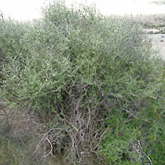 Shawia odorata