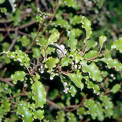 In cultivation.<br>Photographer: Jeremy R. Rolfe, Date taken: 06/06/2005, Licence: <a target='_blank' href='https://creativecommons.org/licenses/by/4.0'>CC BY</a>.