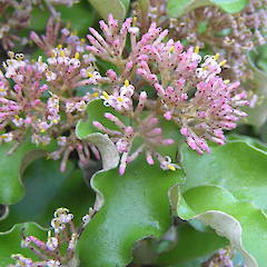 Waiua.<br>Photographer: Simon Walls, Date taken: 01/04/2009, Licence: <a target='_blank' href='https://creativecommons.org/licenses/by-nc/4.0'>CC BY-NC</a>.