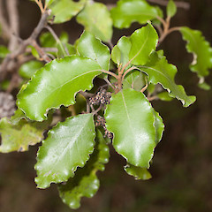 Olearia paniculata.<br>Photographer: Mike Thorsen, Licence: All rights reserved.