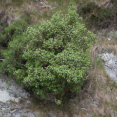 Olearia paniculata.<br>Photographer: Mike Thorsen, Licence: All rights reserved.