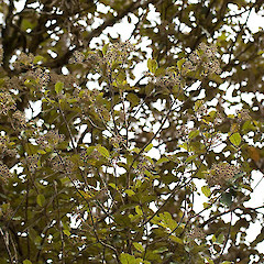 Olearia rani var. rani.<br>Photographer: Mike Thorsen, Licence: All rights reserved.