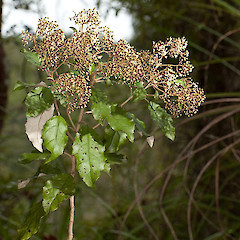 Olearia rani var. rani.<br>Photographer: Mike Thorsen, Licence: All rights reserved.