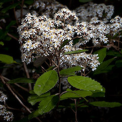 Olearia rani var. rani.<br>Photographer: Mike Thorsen, Licence: All rights reserved.
