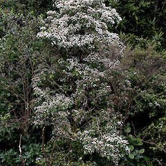 Olearia rani var. rani.<br>Photographer: Mike Thorsen, Licence: All rights reserved.
