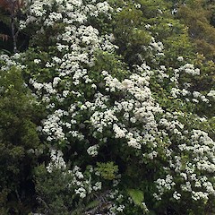 Waipoua Forest.<br>Photographer: Peter J de Lange, Date taken: 06/11/2014, Licence: <a target='_blank' href='https://creativecommons.org/licenses/by-nc/4.0'>CC BY-NC</a>.