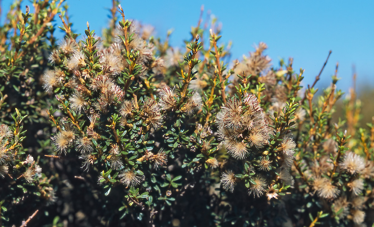 Shawia solandri • New Zealand Plant Conservation Network