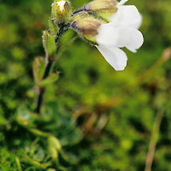 Ourisia glandulosa.<br>Photographer: Heidi Meudt, Licence: All rights reserved.