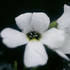 Ourisia glandulosa.<br>Photographer: Heidi Meudt, Licence: All rights reserved.