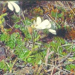 Taken at Mt Cardrona, January.<br>Photographer: John Smith-Dodsworth, Licence: <a target='_blank' href='https://creativecommons.org/licenses/by-nc/4.0'>CC BY-NC</a>.