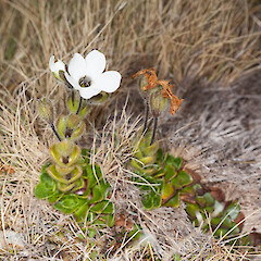 Old Man Range.<br>Photographer: Mike Thorsen, Date taken: 24/11/2013, Licence: All rights reserved. <a class='member-message' href='/nzpcn/why-join-nzpcn/' target='_blank'>Members can view a larger version of this image.</a>