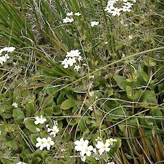 Ourisia macrophylla subsp. lactea