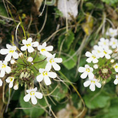 Ourisia.<br>Photographer: Heidi Meudt, Licence: All rights reserved.