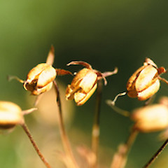 Ourisia.<br>Photographer: Heidi Meudt, Licence: All rights reserved.