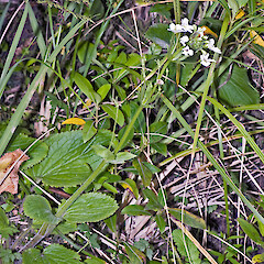 Tararua Forest Park.<br>Photographer: Jeremy R. Rolfe, Date taken: 08/12/2007, Licence: <a target='_blank' href='https://creativecommons.org/licenses/by/4.0'>CC BY</a>. <a class='member-message' href='/nzpcn/why-join-nzpcn/' target='_blank'>Members can view a larger version of this image.</a>