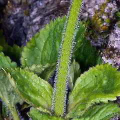 Peduncle hairs. Tararua Forest Park.<br>Photographer: Jeremy R. Rolfe, Date taken: 08/12/2007, Licence: <a target='_blank' href='https://creativecommons.org/licenses/by/4.0'>CC BY</a>. <a class='member-message' href='/nzpcn/why-join-nzpcn/' target='_blank'>Members can view a larger version of this image.</a>