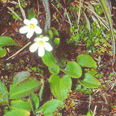 Ruahine Range, January.<br>Photographer: John Smith-Dodsworth, Licence: <a target='_blank' href='https://creativecommons.org/licenses/by-nc/4.0'>CC BY-NC</a>.