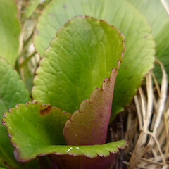 Upper Otira Valley, Canterbury - leaf detail.<br>Photographer: Jesse Bythell, Licence: <a target='_blank' href='https://creativecommons.org/licenses/by-nc/4.0'>CC BY-NC</a>. <a class='member-message' href='/nzpcn/why-join-nzpcn/' target='_blank'>Members can view a larger version of this image.</a>