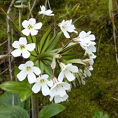 Inflorescence (flowers with dark pedicels), Junction Road, Kaiiwi, Whanganui.<br>Photographer: Colin C. Ogle, Date taken: 09/09/2018, Licence: <a target='_blank' href='https://creativecommons.org/licenses/by-nc/4.0'>CC BY-NC</a>. <a class='member-message' href='/nzpcn/why-join-nzpcn/' target='_blank'>Members can view a larger version of this image.</a>