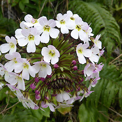 Ourisia macrophylla subsp. macrophylla
